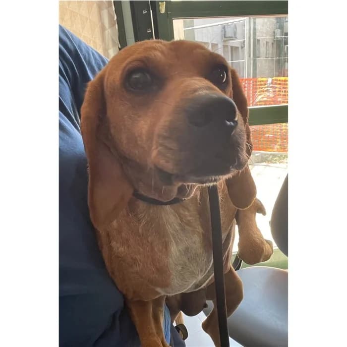 Indra, Fulvo female 7yo mixed breed for adoption at Canile della Muratella, Rome