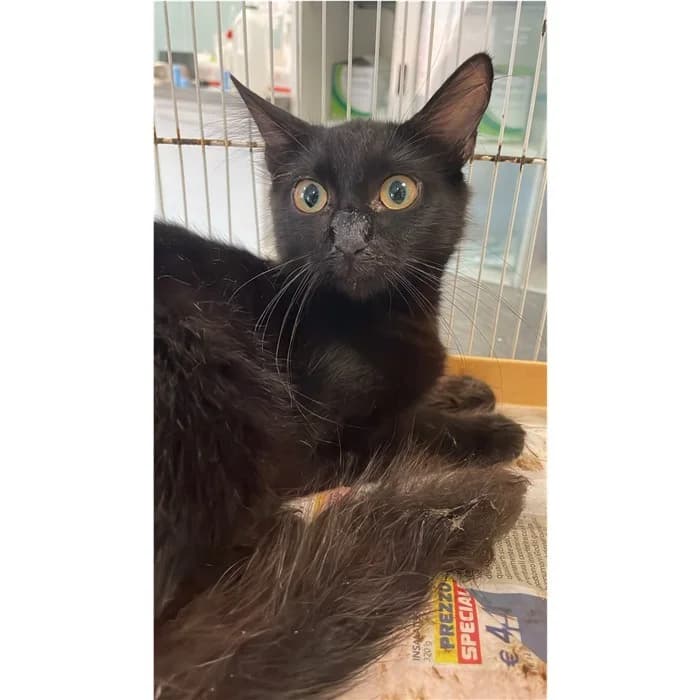 Matricola, Nero female puppy European Shorthair for adoption at Canile della Muratella, Rome