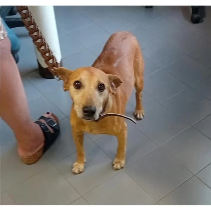 Indra, Fulvo male senior mixed breed for adoption at Canile della Muratella, Rome