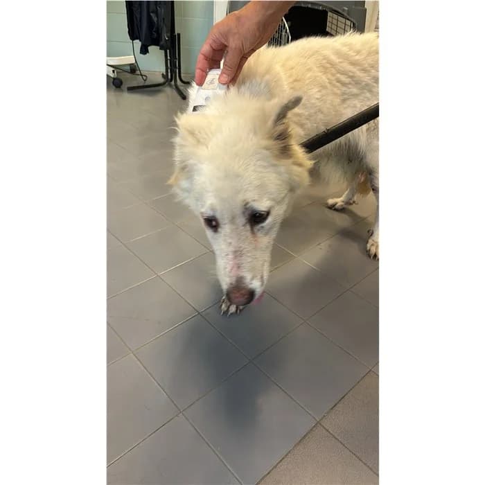 Indra, Bianco female young mixed breed for adoption at Canile della Muratella, Rome