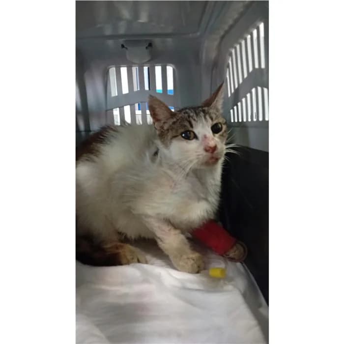 Matricola, bianco tigrato female 4yo European Shorthair for adoption at Canile della Muratella, Rome