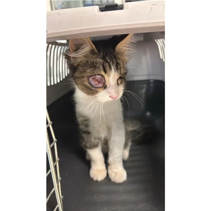 Matricola, bianco tigrato male puppy European Shorthair for adoption at Canile della Muratella, Rome