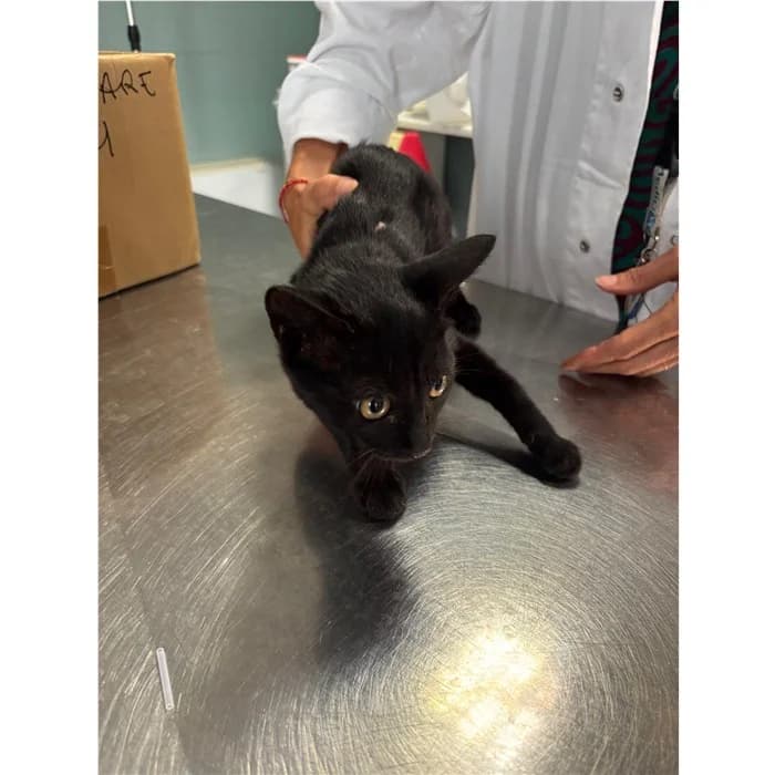 Matricola, Nero female puppy European Shorthair for adoption at Canile della Muratella, Rome