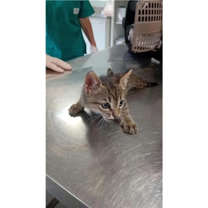 Matricola, Tigrato male puppy European Shorthair for adoption at Canile della Muratella, Rome