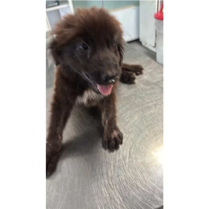 Argo Detto Rob, Nero female puppy mixed breed for adoption at Canile della Muratella, Rome