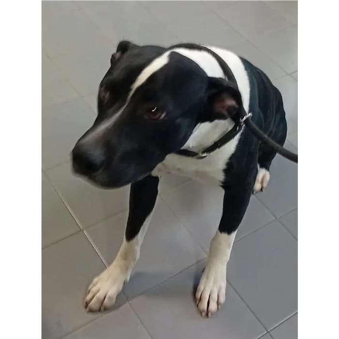Argo Detto Rob, Bianco Nero male puppy Pit Bull Terrier for adoption at Canile della Muratella, Rome
