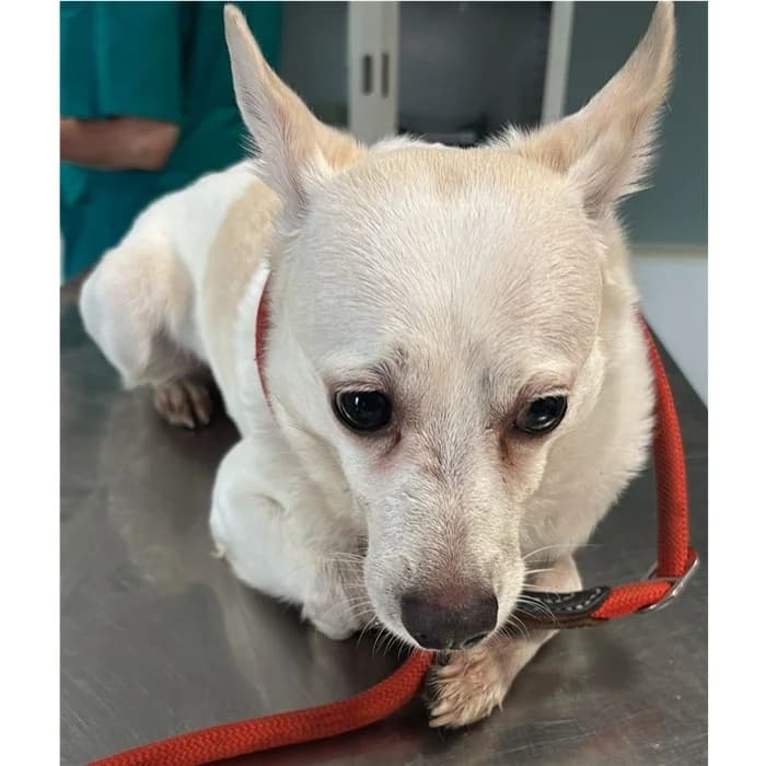 Argo Detto Rob, Bianco beige male 4yo mixed breed for adoption at Canile della Muratella, Rome