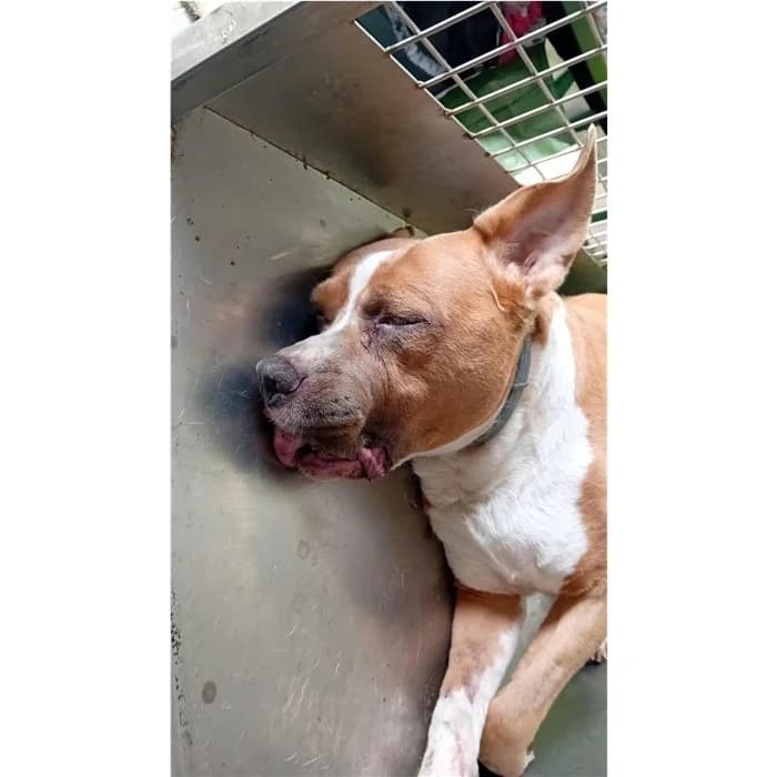 Glanka, fulvo bianco male senior Pit Bull Terrier for adoption at Canile della Muratella, Rome