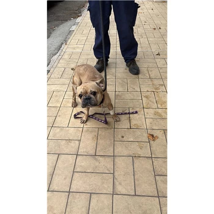 Argo Detto Rob, Beige male young English Bulldog for adoption at Canile della Muratella, Rome