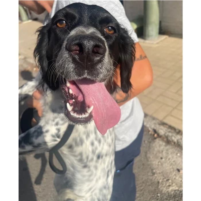 Argo Detto Rob, Bianco Nero female young English Setter for adoption at Canile della Muratella, Rome
