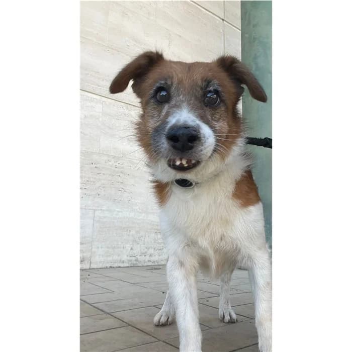 Matricola, bianco marrone male senior mixed breed for adoption at Canile della Muratella, Rome