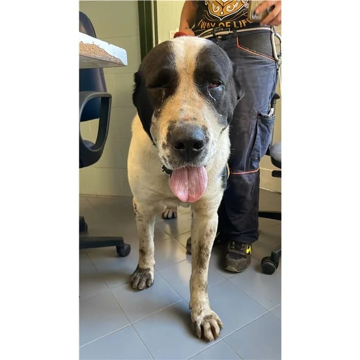 Matricola, Bianco Nero female 5yo mixed breed for adoption at Canile della Muratella, Rome