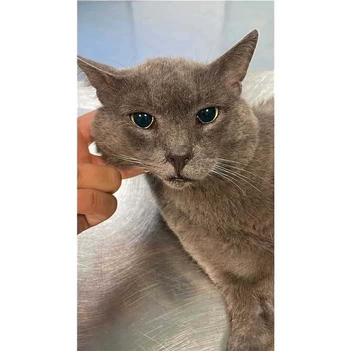 Matricola, Grigio male puppy European Shorthair for adoption at Canile della Muratella, Rome