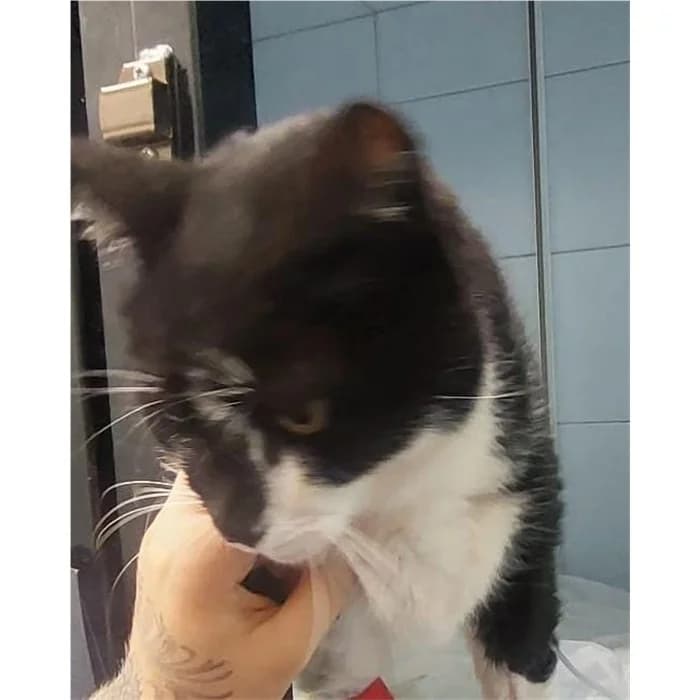 Matricola, Bianco Nero male senior European Shorthair for adoption at Canile della Muratella, Rome