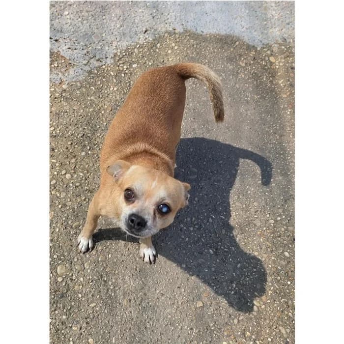 Matricola, Fulvo male young mixed breed for adoption at Canile della Muratella, Rome