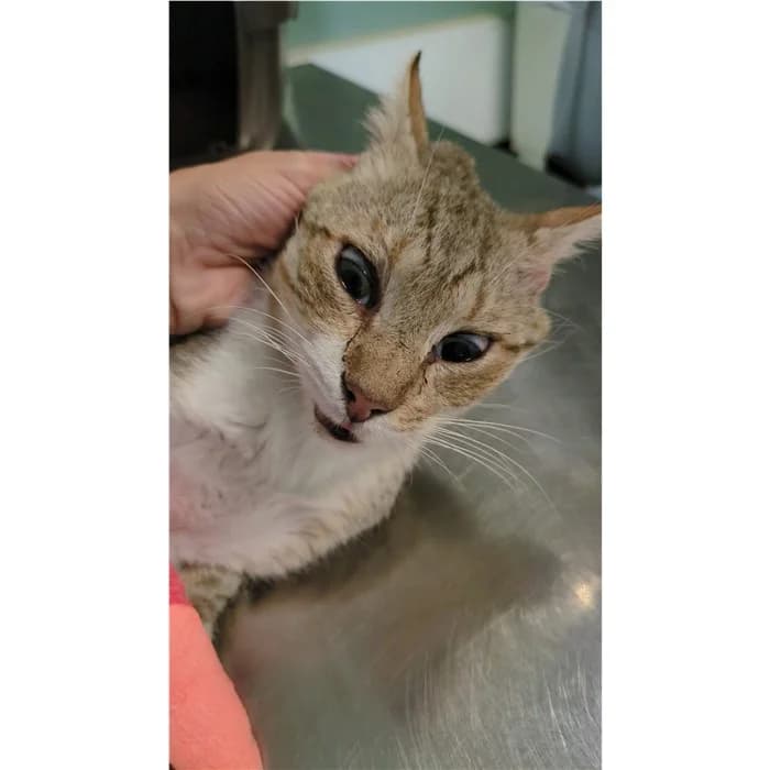 Matricola, bianco tigrato male 5yo European Shorthair for adoption at Canile della Muratella, Rome