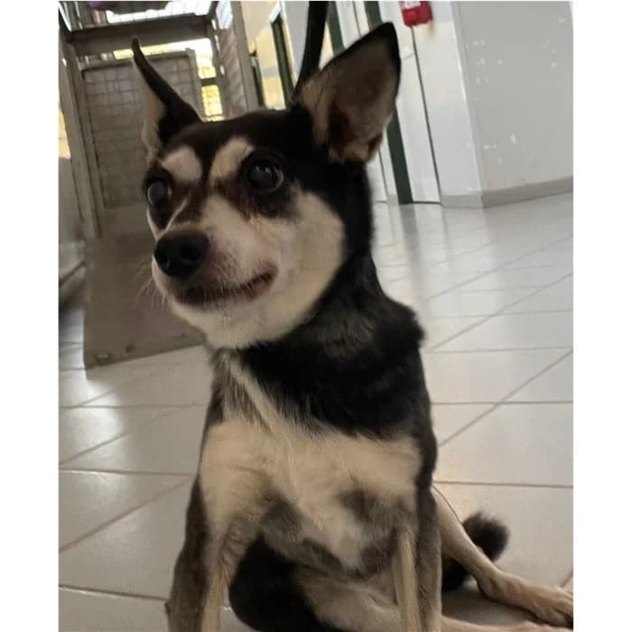 Matricola, Nero Focato female senior mixed breed for adoption at Canile della Muratella, Rome