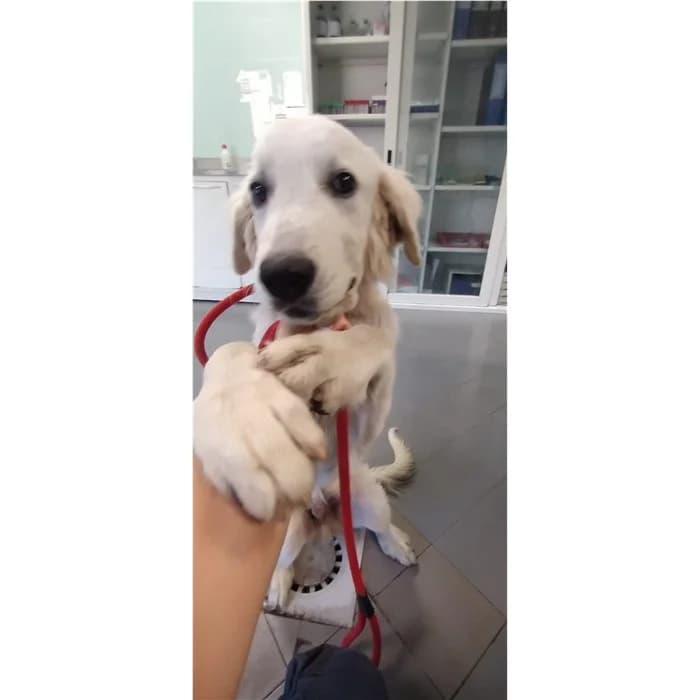Matricola, Bianco male puppy mixed breed for adoption at Canile della Muratella, Rome