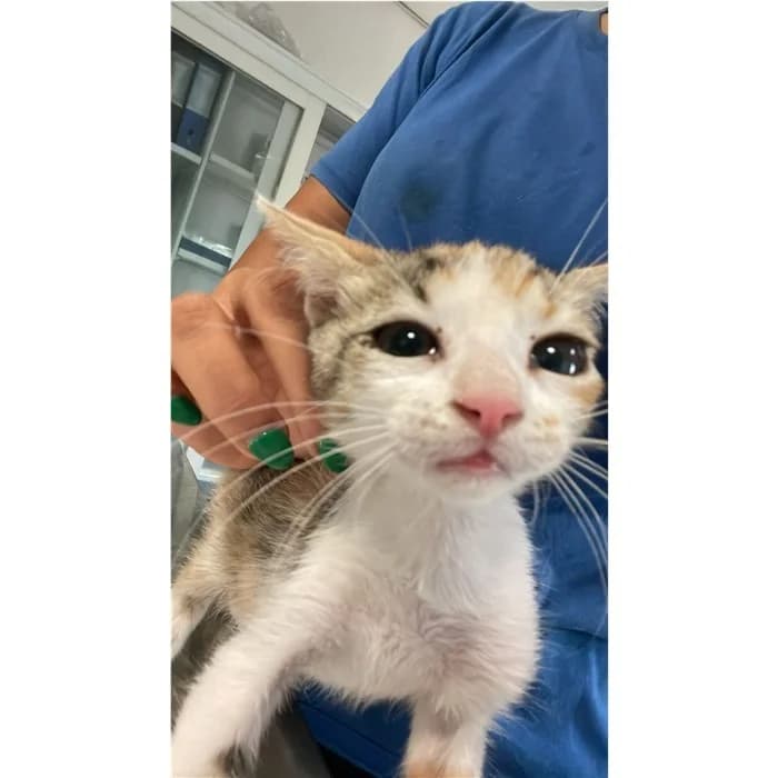 Matricola, tricolore female puppy European Shorthair for adoption at Canile della Muratella, Rome