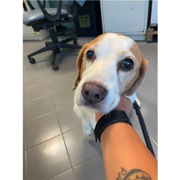 Matricola, bianco arancio male senior Beagle for adoption at Canile della Muratella, Rome