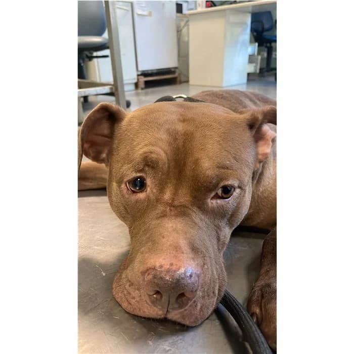Matricola, Marrone male 4yo American Staffordshire Terrier for adoption at Canile della Muratella, Rome