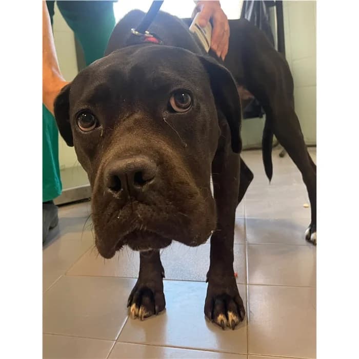 Matricola, Nero female 5yo mixed breed for adoption at Canile della Muratella, Rome