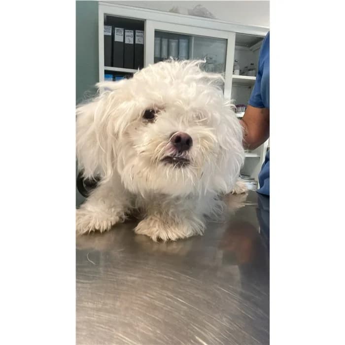 Short, Bianco female 3yo mixed breed for adoption at Canile della Muratella, Rome