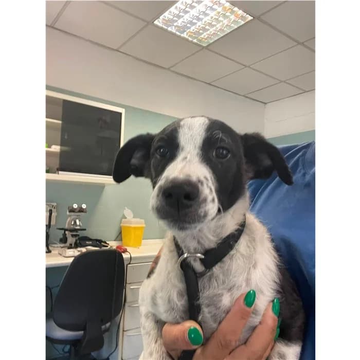 Short, Bianco Nero female puppy mixed breed for adoption at Canile della Muratella, Rome