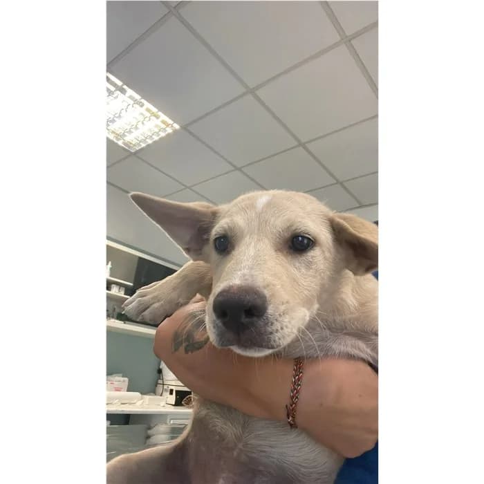 Short, Fulvo female puppy mixed breed for adoption at Canile della Muratella, Rome