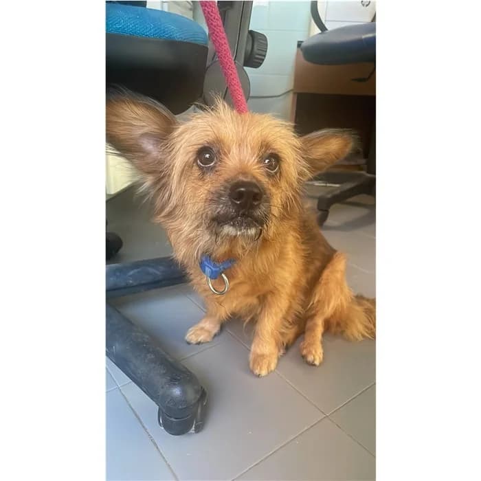 Cecio, Fulvo female 4yo mixed breed for adoption at Canile della Muratella, Rome