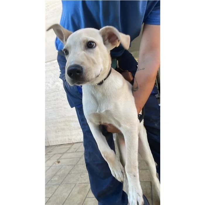 Matricola, Beige male puppy mixed breed for adoption at Canile della Muratella, Rome