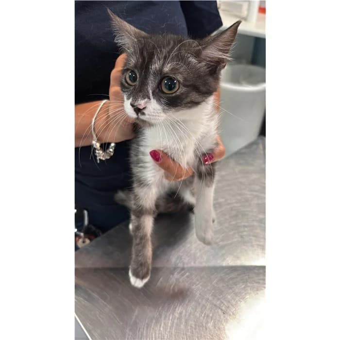 Matricola, Tigrato bianco female puppy European Shorthair for adoption at Canile della Muratella, Rome