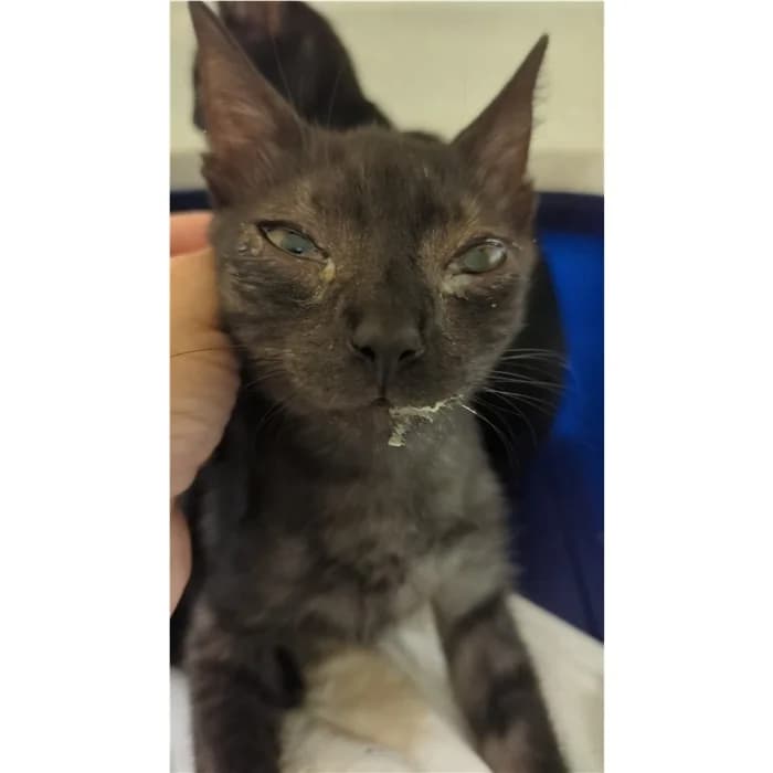 Matricola, Grigio female puppy European Shorthair for adoption at Canile della Muratella, Rome