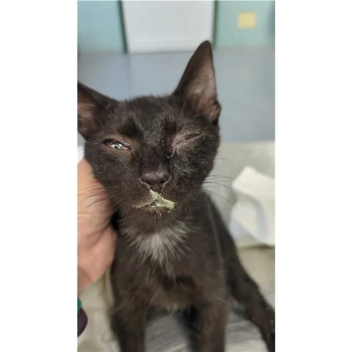 Matricola, Nero male puppy European Shorthair for adoption at Canile della Muratella, Rome