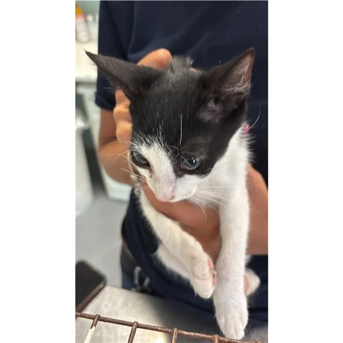 Matricola, Bianco Nero female puppy European Shorthair for adoption at Canile della Muratella, Rome
