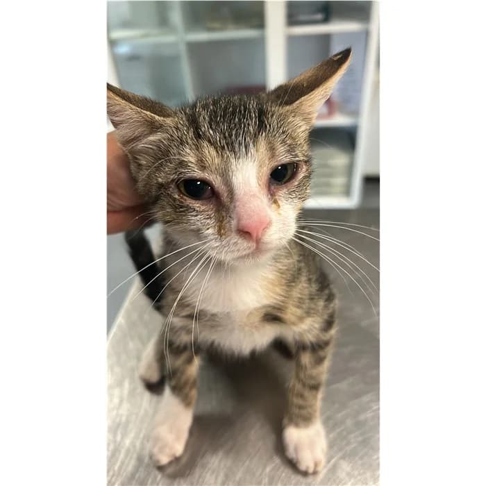 Matricola, Tigrato bianco male puppy European Shorthair for adoption at Canile della Muratella, Rome