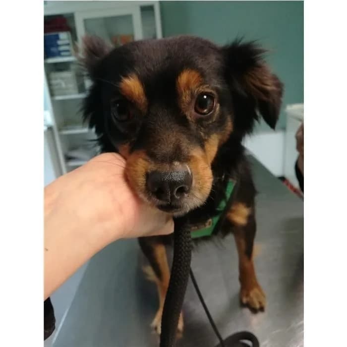 Adelina, Nero Focato male senior mixed breed for adoption at Canile della Muratella, Rome