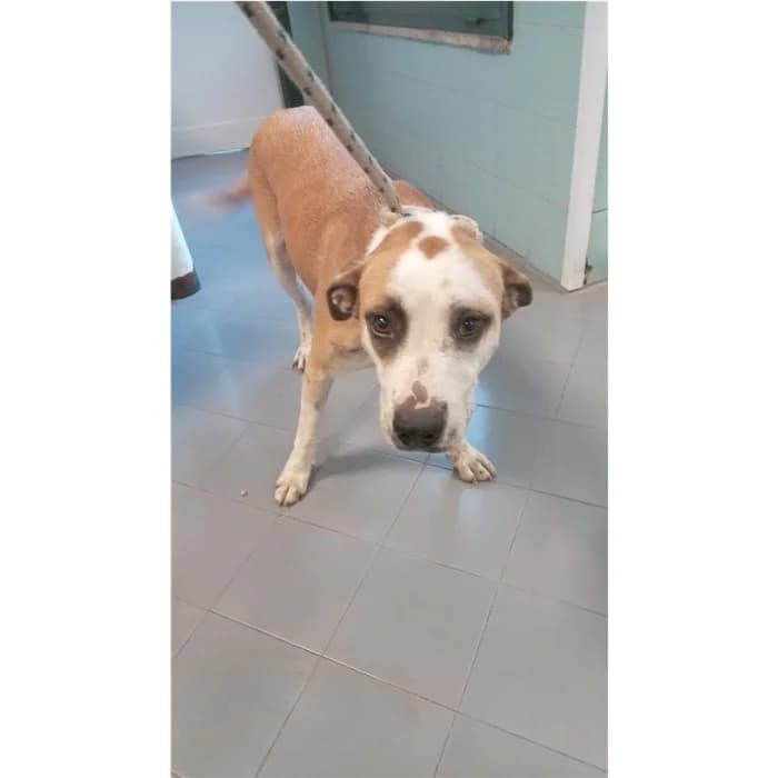 Genoveffa, bianco arancio female young mixed breed for adoption at Canile della Muratella, Rome