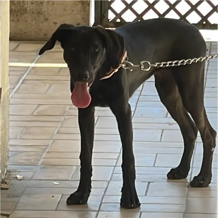 Genoveffa, Nero female puppy mixed breed for adoption at Canile della Muratella, Rome