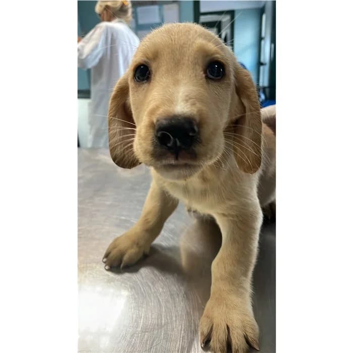 Genoveffa, Fulvo male puppy mixed breed for adoption at Canile della Muratella, Rome