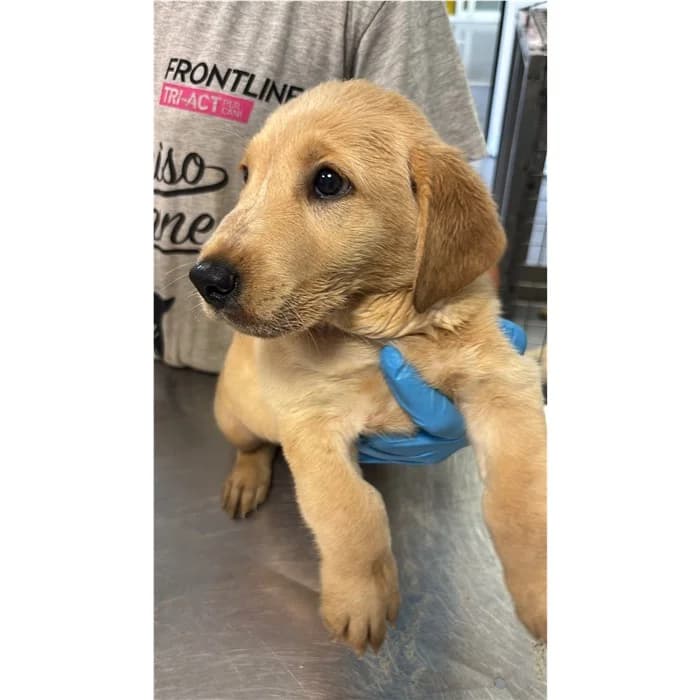 Genoveffa, Fulvo male puppy mixed breed for adoption at Canile della Muratella, Rome