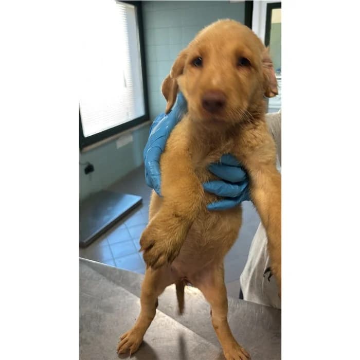 Genoveffa, Fulvo female puppy mixed breed for adoption at Canile della Muratella, Rome