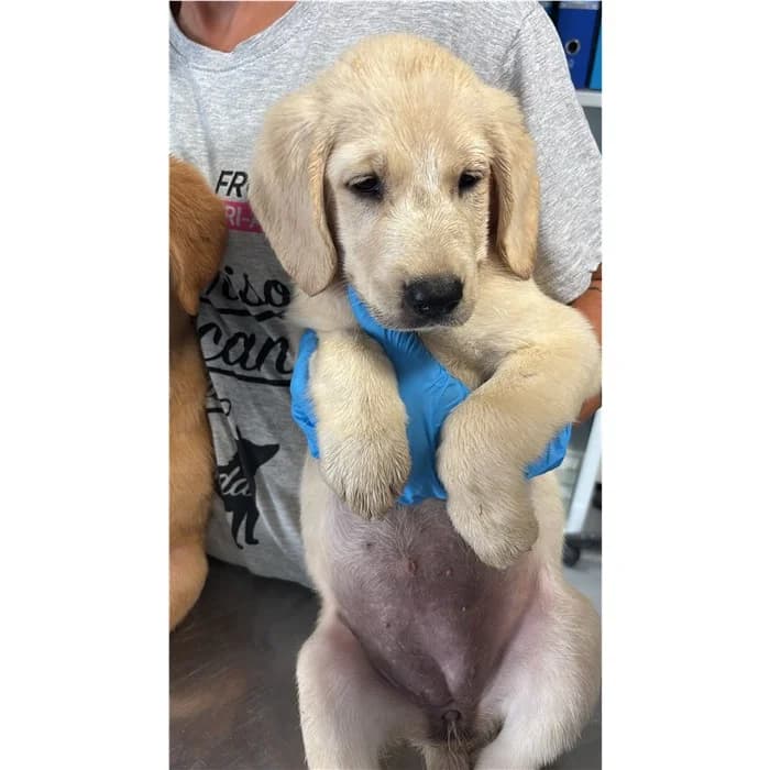 Genoveffa, Beige female puppy mixed breed for adoption at Canile della Muratella, Rome