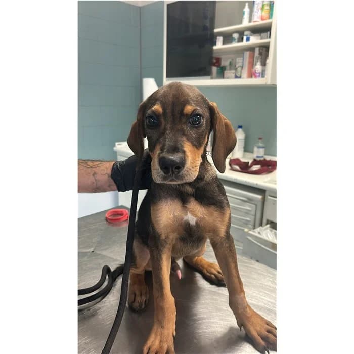 Genoveffa, Nero Focato male puppy mixed breed for adoption at Canile della Muratella, Rome