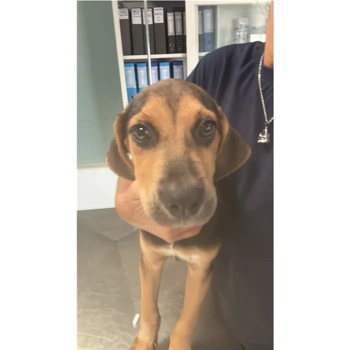 Genoveffa, Nero Focato female puppy mixed breed for adoption at Canile della Muratella, Rome