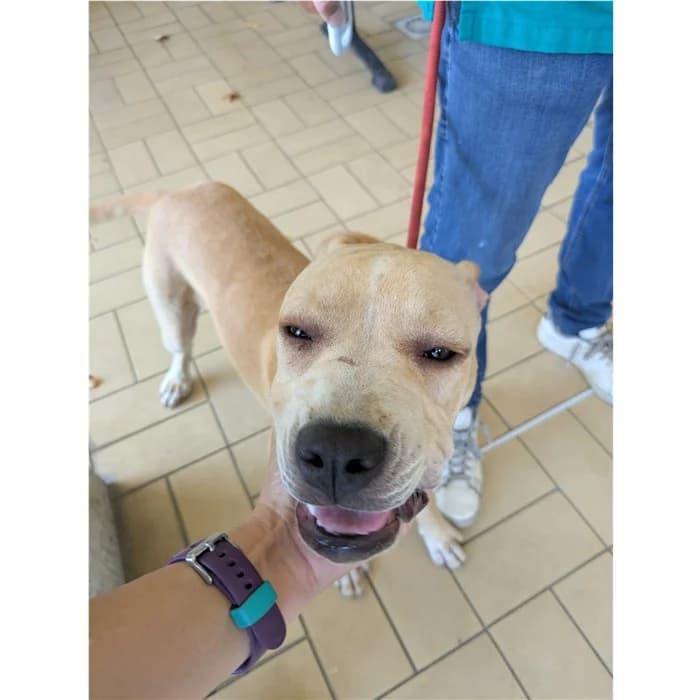 Genoveffa, Beige female puppy mixed breed for adoption at Canile della Muratella, Rome