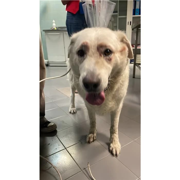Genoveffa, Bianco female young mixed breed for adoption at Canile della Muratella, Rome