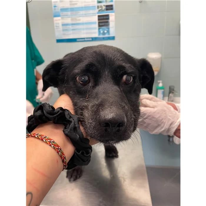 Genoveffa, Nero female senior mixed breed for adoption at Canile della Muratella, Rome