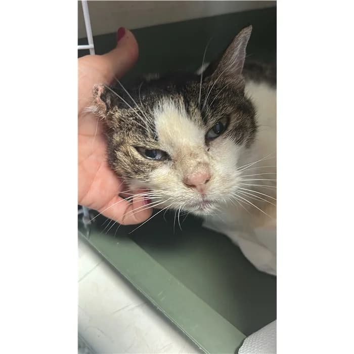 Matricola, bianco tigrato female senior European Shorthair for adoption at Canile della Muratella, Rome