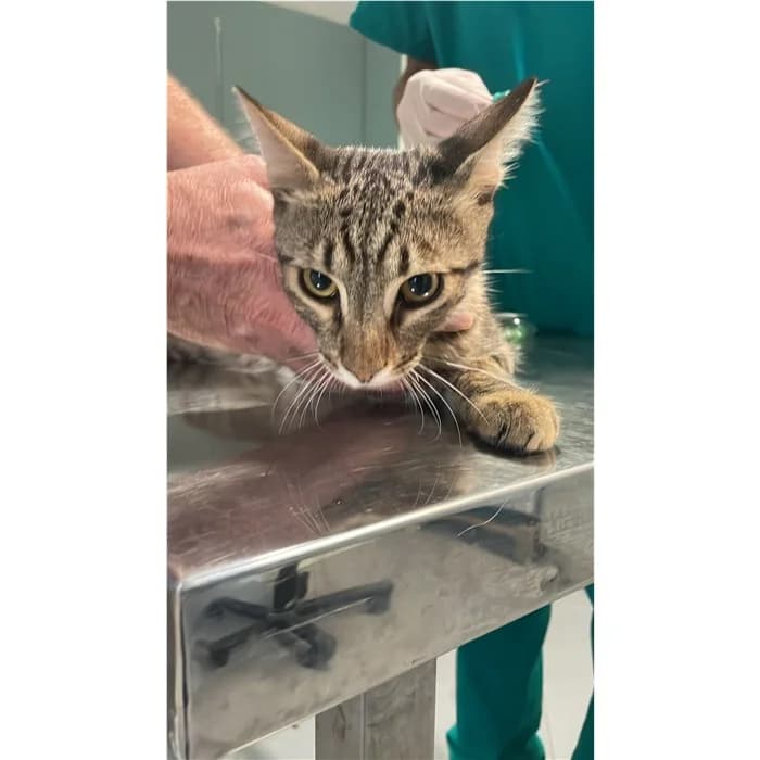 Matricola, Tigrato male puppy European Shorthair for adoption at Canile della Muratella, Rome